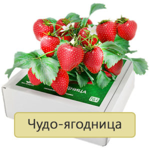 чудо-ягодница сказочный сбор